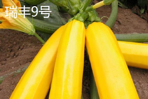 打籽西葫芦高产新品种