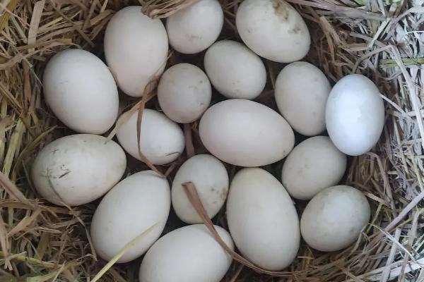35天了小鹅还不出壳,鹅蛋孵化后期死胎是什么原因