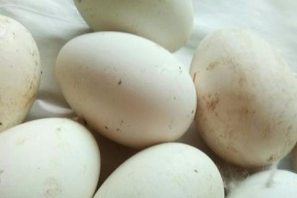 35天了小鹅还不出壳,鹅蛋孵化后期死胎是什么原因