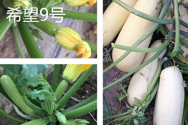 打籽西葫芦高产新品种