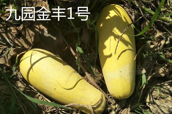 打籽西葫芦高产新品种，打籽西葫芦几月份成熟