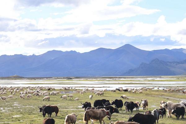 畜牧业分为哪几种类型