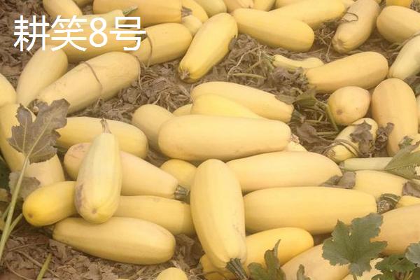 打籽西葫芦高产新品种