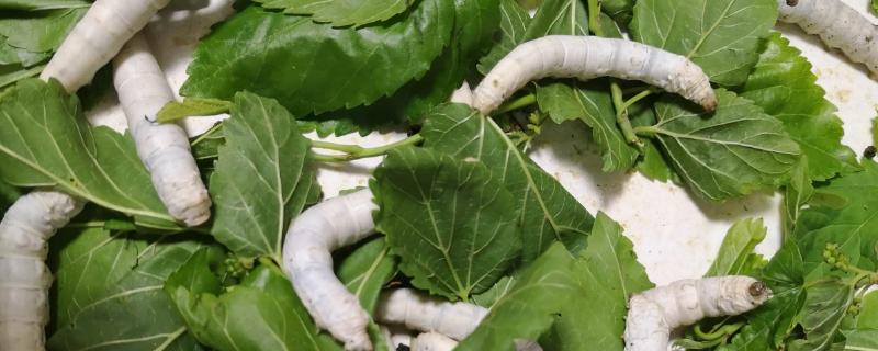 桑叶喂蚕要不要洗，什么叶子可以代替桑叶喂蚕