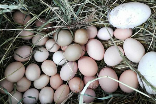没有公鸡的鸡蛋能孵出小鸡吗,孵小鸡多久翻一次蛋