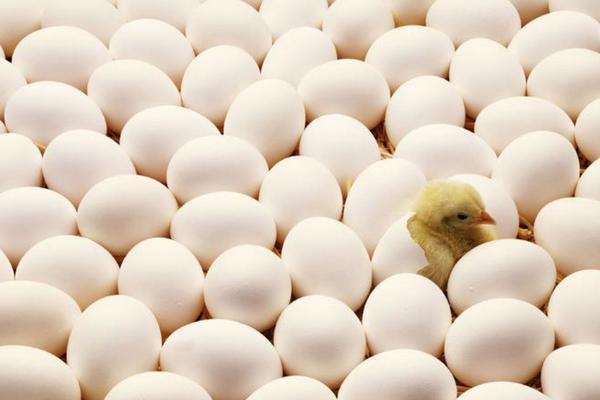 没有公鸡的鸡蛋能孵出小鸡吗,孵小鸡多久翻一次蛋