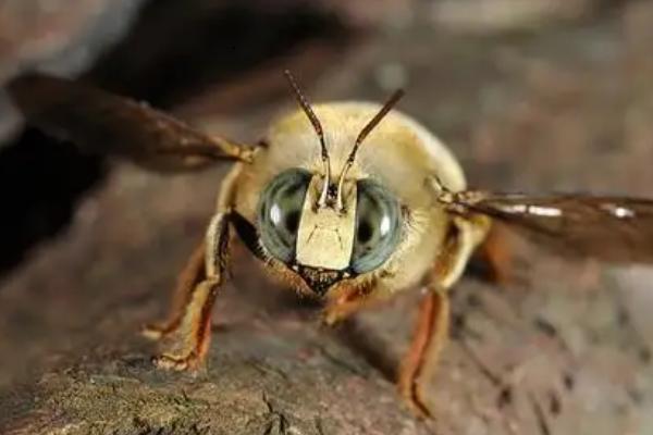 木蜂钻木头怎么办,木蜂的毒性强吗