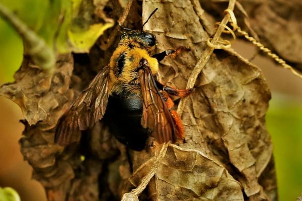 木蜂钻木头怎么办,木蜂的毒性强吗