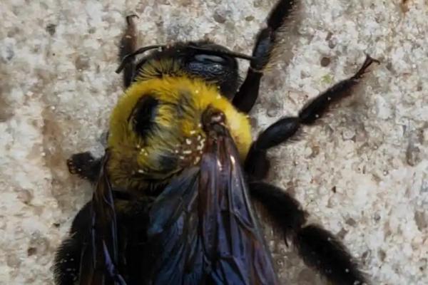 木蜂钻木头怎么办,木蜂的毒性强吗