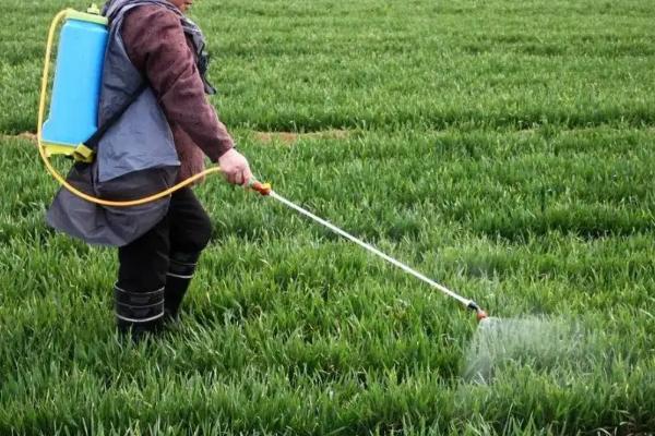 人欢马叫节节麦除草剂安全吗,什么时候打好