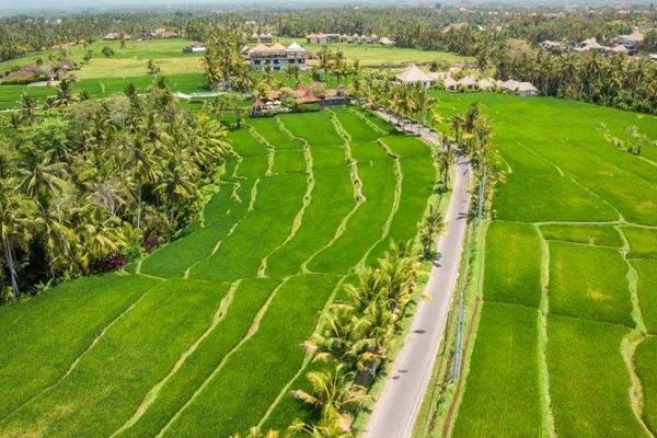 马里水稻产量低的原因，马里水稻适合哪些地区种植