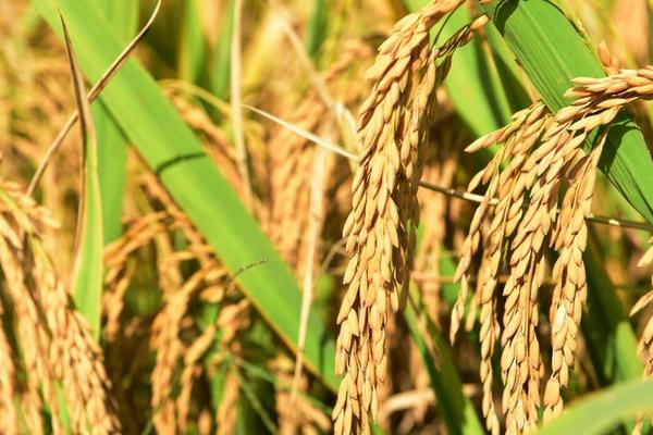 马里水稻产量低的原因，马里水稻适合哪些地区种植