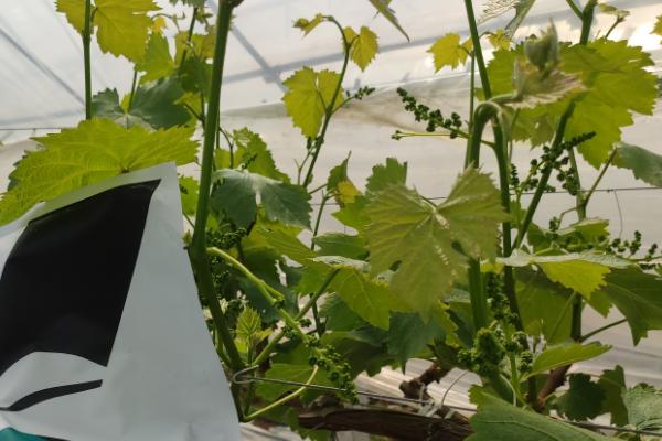 氨基酸水溶肥配方，怎么用