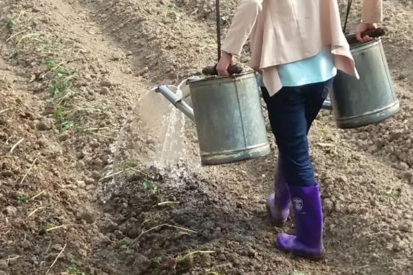 氨基酸水溶肥配方，怎么用