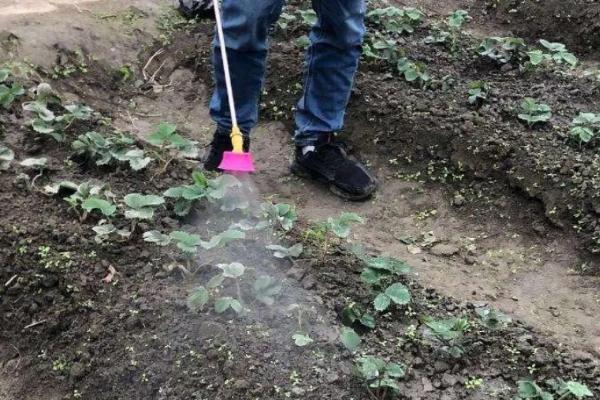 氨基酸水溶肥配方，怎么用