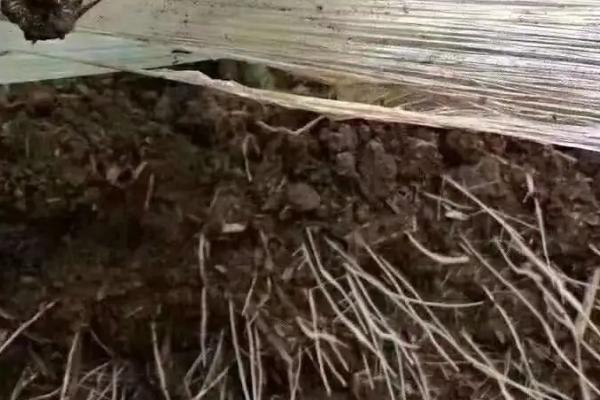 红糖加酵母粉发酵能做生根剂吗,生根剂的作用和使用方法