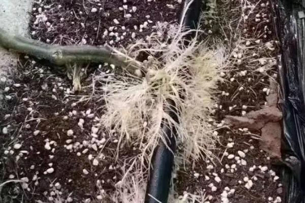 红糖加酵母粉发酵能做生根剂吗,生根剂的作用和使用方法