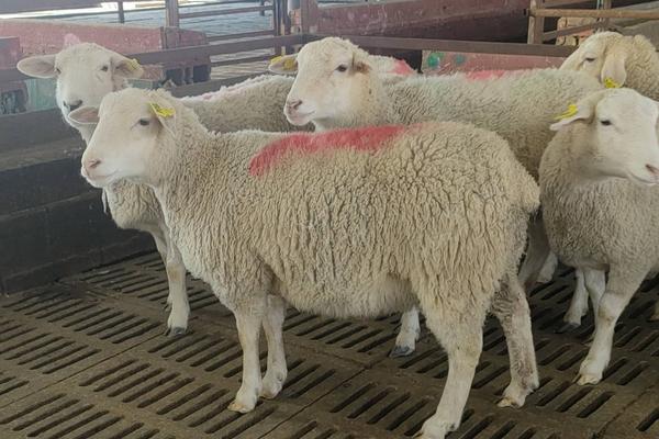 绵羊怀孕几个月生产，绵羊怀孕多久能有奶包