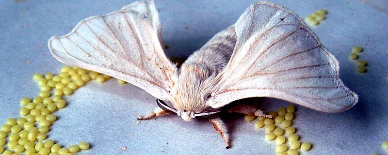 蚕卵孵化需要喷水吗，蚕卵如何保存到第二年