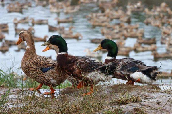 几年的鸭子就不生蛋了，鸭子生蛋需要公鸭吗