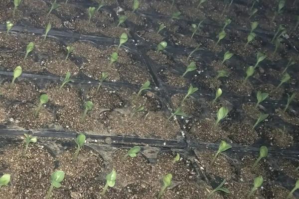 8424西瓜的培育过程，几月份上市