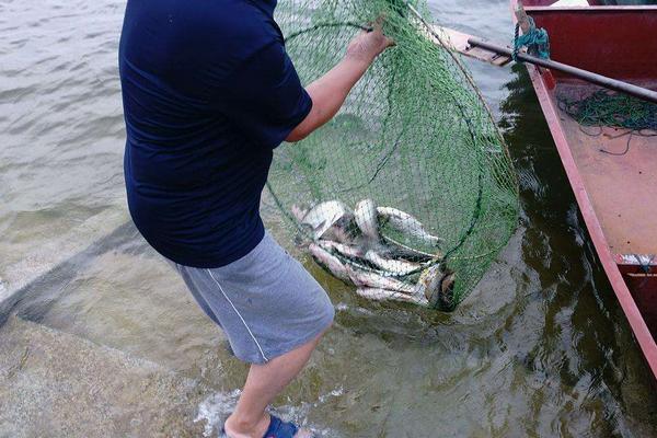 地笼放什么最招鲫鱼,地笼怎么下才是正确的