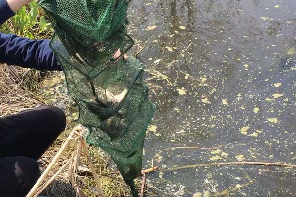 地笼放什么最招鲫鱼,地笼怎么下才是正确的