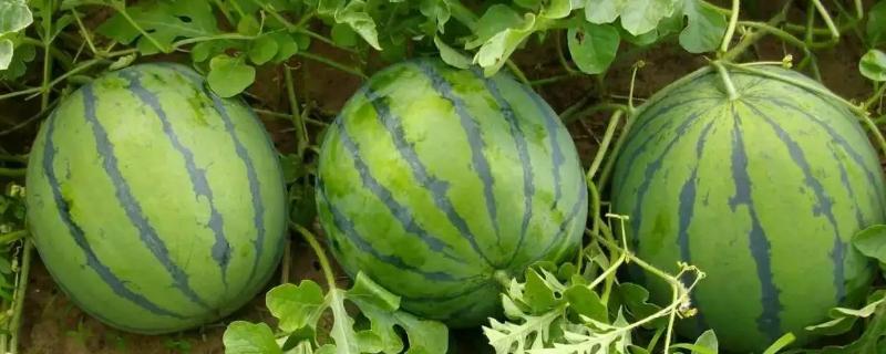 西瓜最适宜的温度是多少,西瓜种植用什么肥料