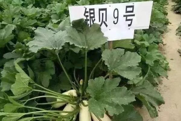 打籽西葫芦高产新品种，打籽西葫芦几月份成熟