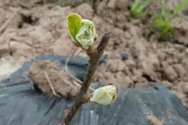 猕猴桃种植阶段，猕猴桃种植几年可以结果