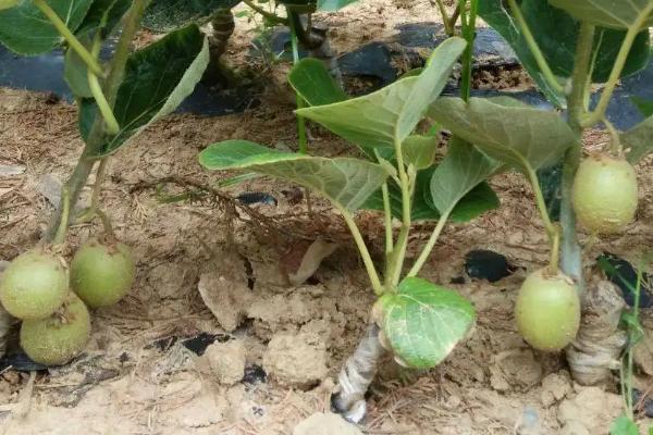 猕猴桃种植阶段，猕猴桃种植几年可以结果