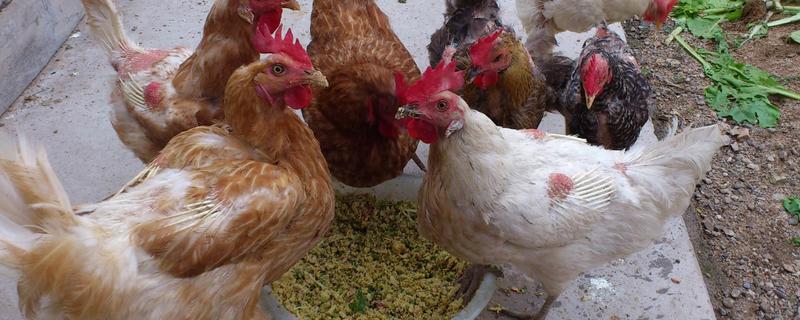 母鸡不下蛋怎么办，母鸡下蛋能下几年