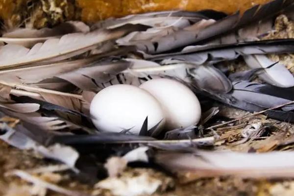鸽子为什么自己把蛋弄烂，鸽子多大开始产蛋