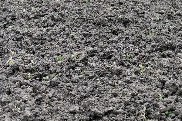 重楼用什么肥料长得快，重楼是什么科植物