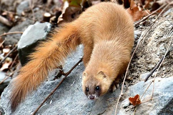 黄鼠狼会吃鸡吗,黄鼠狼一般什么时候出来活动