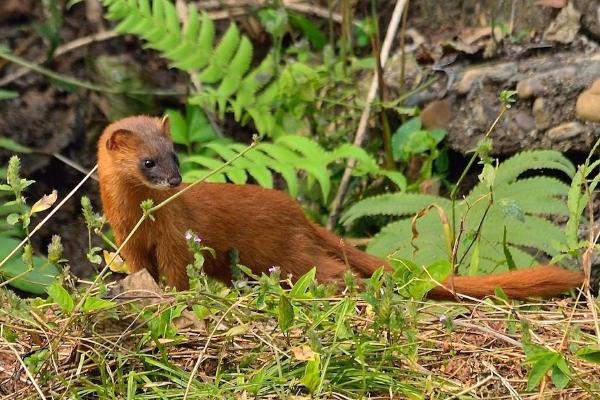 黄鼠狼会吃鸡吗,黄鼠狼一般什么时候出来活动