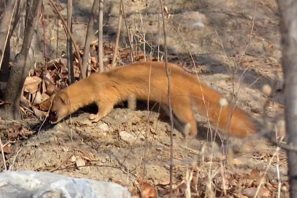 黄鼠狼会吃鸡吗,黄鼠狼一般什么时候出来活动