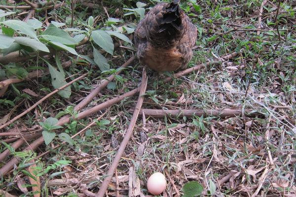 母鸡不下蛋怎么办,母鸡下蛋能下几年