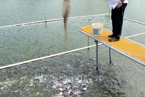 鱼塘浑浊的水变清的三种方法，鱼塘底部用水泥还是用土工膜好