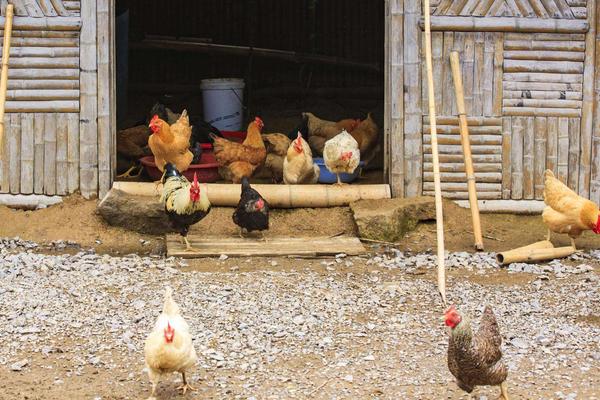 母鸡不下蛋怎么办,母鸡下蛋能下几年