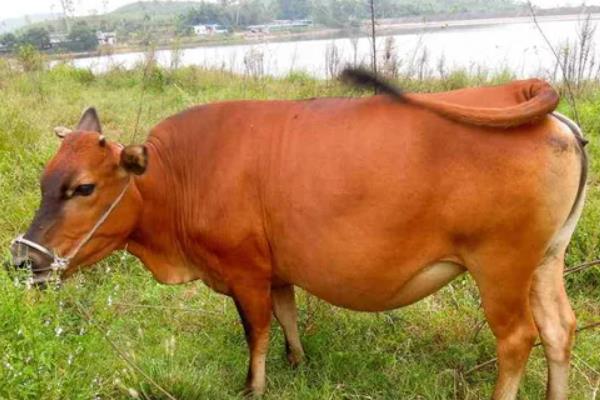 牛发情一般多少天，牛发情的症状