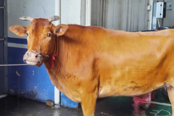 牛发情一般多少天，牛发情的症状