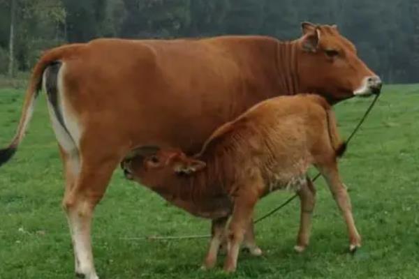 牛发情一般多少天，牛发情的症状