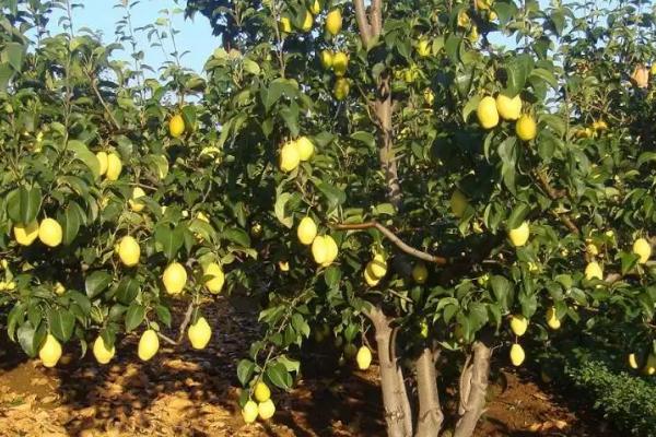 种植红香酥梨的要点,红香酥梨果实性状