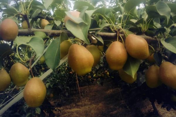 种植红香酥梨的要点,红香酥梨果实性状