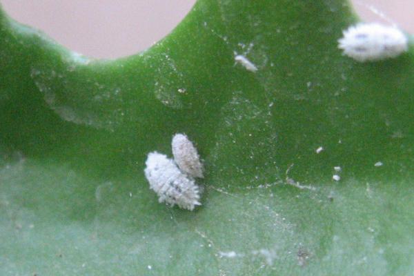 扶桑绵粉蚧的危害，扶桑绵粉蚧的天敌有哪些