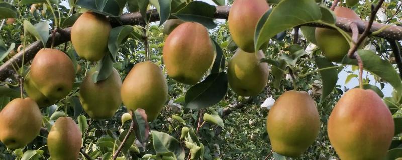 种植红香酥梨的要点，红香酥梨果实性状