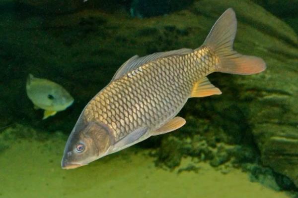 鲤鱼繁殖需要什么条件,鲤鱼繁殖期多长时间