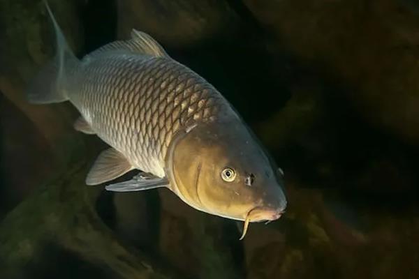 鲤鱼繁殖需要什么条件,鲤鱼繁殖期多长时间