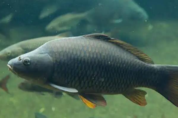 鲤鱼繁殖需要什么条件,鲤鱼繁殖期多长时间